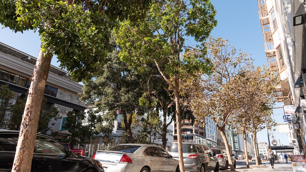 600 New Trees in SF!